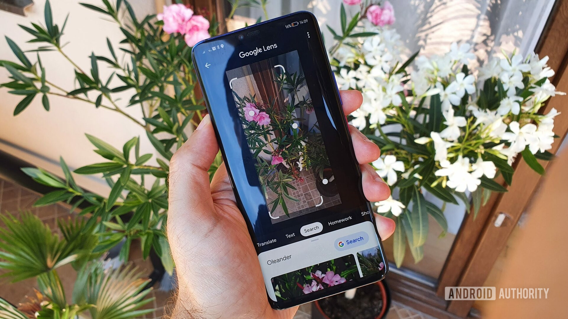 Google Lens identifying a plant